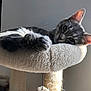 Yoda a rejoint le concours — aidez-le/la à gagner de superbes lots ! cat, tabby, pet, feline, animal, indoor, resting, relaxed, cat_tree, fur, whiskers, paw, ears, closeup, soft_light, home, cozy, sleepy, cute, domestic
