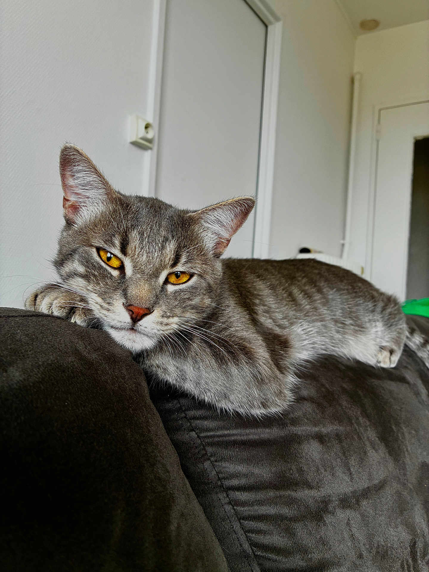 Yoda participe au concours pour gagner de l'argent avec cette photo : cat, gray_cat, tabby, yellow_eyes, lounging, sofa, indoor, furniture, resting, pet, animal, relaxed, close_up, home, domestic_cat, whiskers, ears, fur, cute, face
