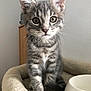 Yoda participe au concours pour gagner de l'argent avec cette photo : kitten, cat, tabby, gray, indoor, pet, animal, cute, feline, whiskers, bed, food_bowl, cozy, young, small, curious, sitting, fur, domestic_cat, portrait
