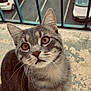 cat, tabby, pet, animal, fur, whiskers, ears, eyes, balcony, railing, parking_lot, car, outdoor, curious, closeup, face, sitting, floor, feline, young_cat