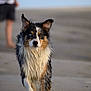 dog, beach, wet_fur, walking, heterochromia, outdoor, sand, animal, pet, canine, portrait, nature, daylight, motion, focus, background_blur, fur, water_droplets, brown, black