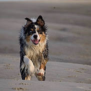 Thalia participe au concours pour gagner de l'argent avec cette photo : dog, running, beach, wet, sand, outdoor, animal, happy, playful, water_droplets, fur, canine, motion, nature, daytime, closeup, energetic, heterochromia, pet, excited