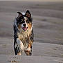 dog, running, beach, wet, sand, outdoor, animal, happy, playful, water_droplets, fur, canine, motion, nature, daytime, closeup, energetic, heterochromia, pet, excited