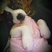Marley is registered to the contest to win money with this photo: puppy, dog, blanket, pink, polka_dot, snuggling, cute, pet, fur, cozy, sleepy, animal, indoor, soft_lighting, warm, relaxed, white_paw, black_and_white, portrait, close_up