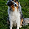 animal, australian_shepherd, canine, close_up, cute, dog, dog_face, fluffy, friendly, fur, grass, head_tilt, long_hair, looking_at_camera, outdoor, pet, portrait, sitting, smartphone_screenshot, tri_color