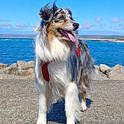 Sheyenne a rejoint le concours — aidez-le/la à gagner de superbes lots ! animal, australian_shepherd, blue_sky, canine, daytime, dog, fur, happy, harness, nature, ocean, outdoor, pet, portrait, rocks, sea, sunny, tongue_out, walking_path, water