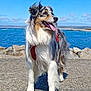 animal, australian_shepherd, blue_sky, canine, daytime, dog, fur, happy, harness, nature, ocean, outdoor, pet, portrait, rocks, sea, sunny, tongue_out, walking_path, water