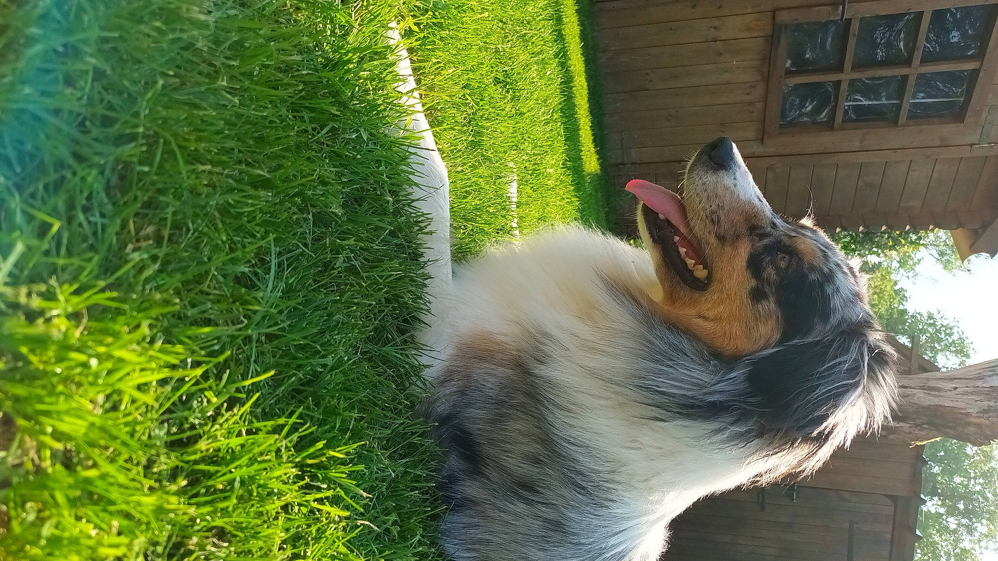 Sheyenne participe au concours pour gagner de l'argent avec cette photo : canidae, carnivore, collar, collie, companion_dog, dog, dog_breed, fawn, felidae, fur, grass, groundcover, herding_dog, plant, scotch_collie, shetland_sheepdog, snout, sporting_group, tail, whiskers