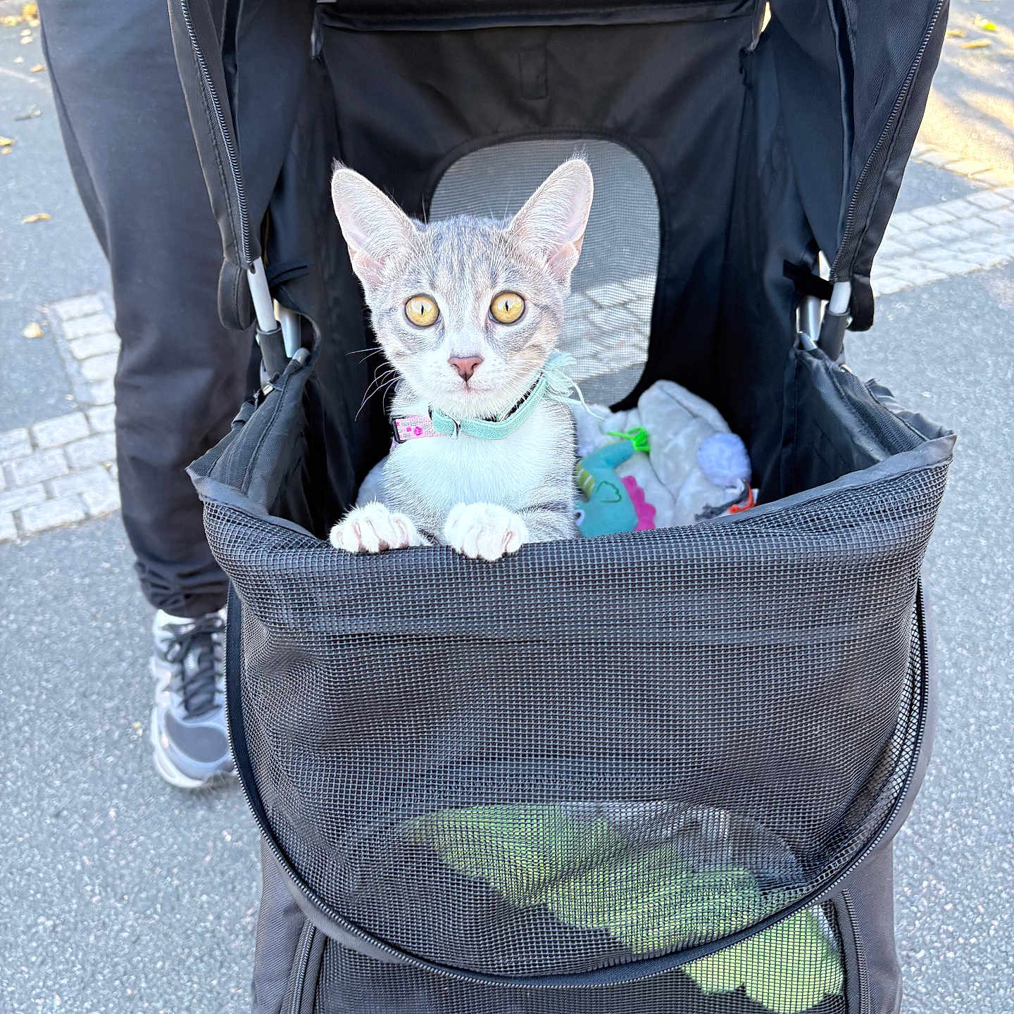 Bella participe au concours pour gagner de l'argent avec cette photo : cat, kitten, pet, animal, stroller, pet_stroller, outdoor, pavement, road, human, person, collar, silver_fur, green_eyes, wide_eyed, paws, toys, mesh, walking, cute