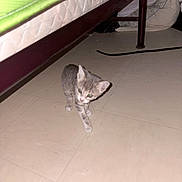 Bella a rejoint le concours — aidez-le/la à gagner de superbes lots ! kitten, cat, tabby, animal, pet, feline, striped_fur, standing, walking, indoors, bedroom, bed, mattress, bed_frame, tile_floor, flash_photography, green_bedding, pillow, home, cute