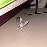 kitten, cat, tabby, animal, pet, feline, striped_fur, standing, walking, indoors, bedroom, bed, mattress, bed_frame, tile_floor, flash_photography, green_bedding, pillow, home, cute