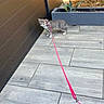 kitten, cat, tabby, striped_fur, pink_harness, pink_leash, animal, pet, outdoor, patio, tile_floor, planter, succulent, garden, sunlight, shadow, walking, standing, collar, cute