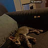 Bella participe au concours pour gagner de l'argent avec cette photo : cat, kitten, tabby, spotted_fur, pet, animal, couch, sofa, pillow, indoors, living_room, lying_down, relaxed, sleepy, portrait, close_up, dim_lighting, cozy, music_interface, smartphone_screenshot