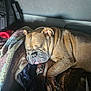 Bossy is registered to the contest to win money with this photo: animal, blanket, brown_fur, bulldog, car_interior, closeup, comfortable, cozy, cute, dog, fur, indoor, nap, paw, pet, relaxed, resting, sleeping, snout, tongue