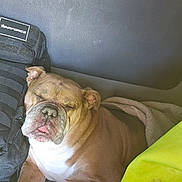 Bossy joined the competition — help win amazing prizes! animal, backpack, blanket, brown, bulldog, closeup, companion, cute, dog, ears, fur, furry, indoor, pet, relaxed, resting, sleeping, snout, tongue_out, white