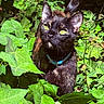 cat, black_cat, green_eyes, collar, pet, animal, outdoor, foliage, leaves, nature, sunlight, garden, plant, curious, closeup, mammal, whiskers, feline, wildlife, green