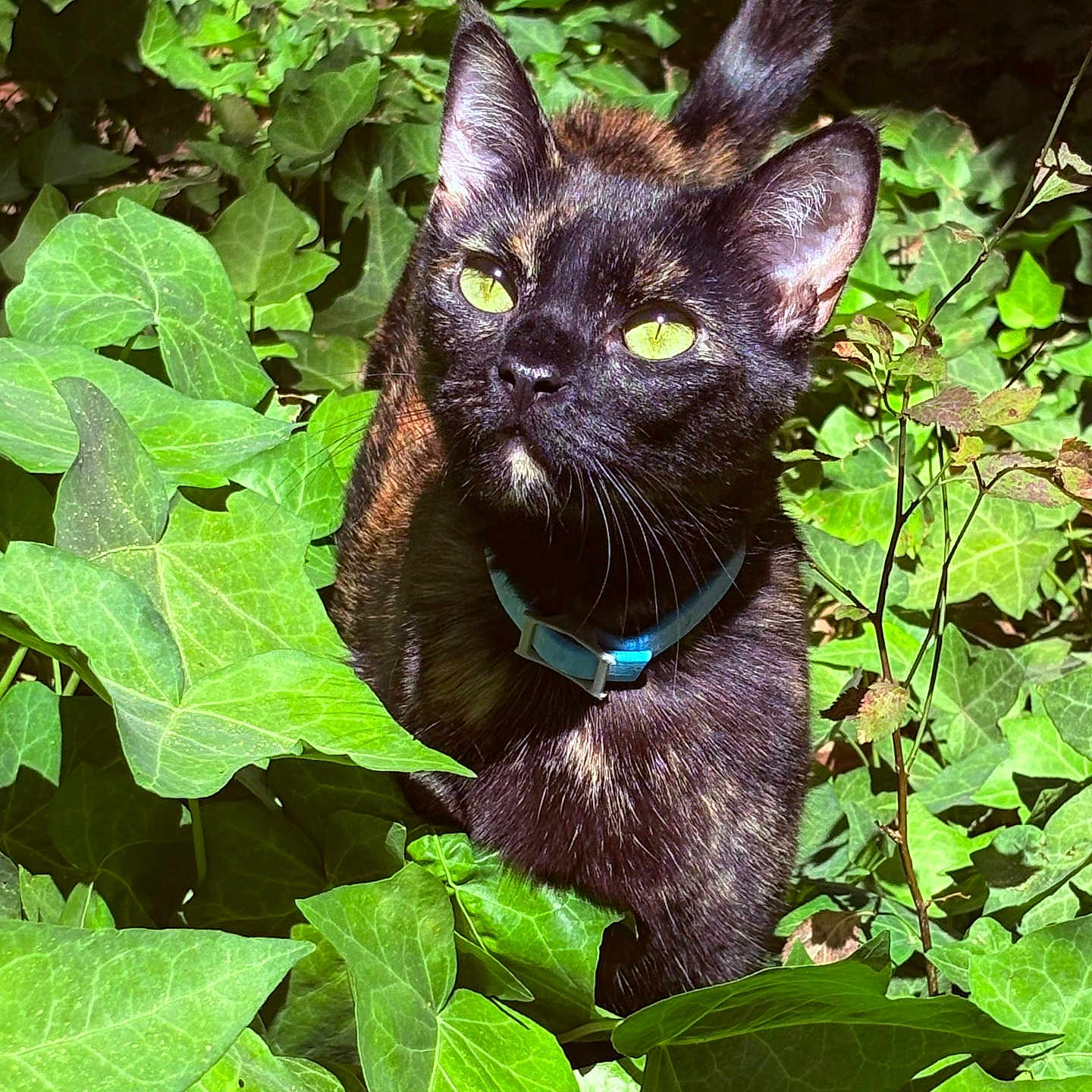 Lydia is registered to the contest to win money with this photo: cat, black_cat, green_eyes, collar, pet, animal, outdoor, foliage, leaves, nature, sunlight, garden, plant, curious, closeup, mammal, whiskers, feline, wildlife, green