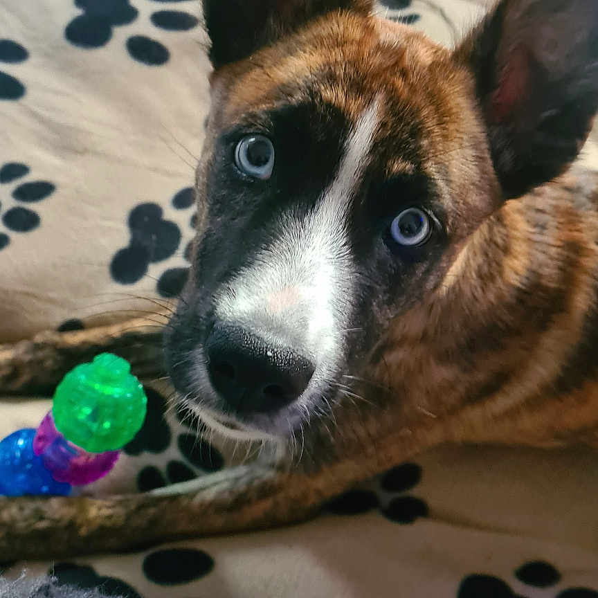 Joy participe au concours pour gagner de l'argent avec cette photo : blanket, blue_eyes, brindle, close_up, cozy, curious, dog, ears, floor, fur, indoor, looking, lying_down, nose, paw_print, pet, playful, puppy, toy, whiskers
