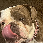 Sky is registered to the contest to win money with this photo: bulldog, dog, pet, close_up, tongue_out, collar, spiked_collar, brown, white, fur, animal, mammal, cute, playful, indoor, carpet, face, nose, ears, expression