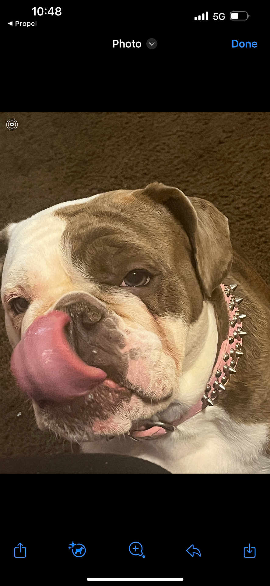Sky is registered to the contest to win money with this photo: bulldog, dog, pet, close_up, tongue_out, collar, spiked_collar, brown, white, fur, animal, mammal, cute, playful, indoor, carpet, face, nose, ears, expression