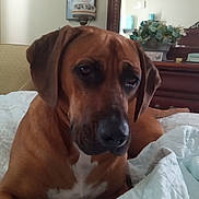 Charlie is registered to the contest to win money with this photo: dog, brown_dog, bed, quilt, blanket, mirror, flower_arrangement, indoor, pet, resting, furniture, cozy, decor, home, canine, portrait, relaxed, animal, domestic, comfort