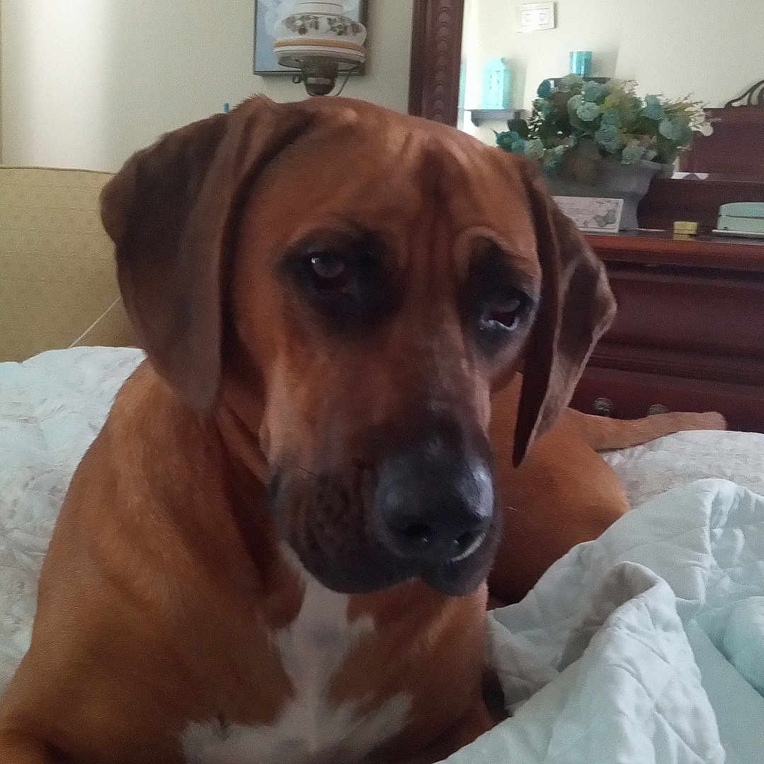 Charlie is registered to the contest to win money with this photo: animal, bed, blanket, brown_dog, canine, comfort, cozy, decor, dog, domestic, flower_arrangement, furniture, home, indoor, mirror, pet, portrait, quilt, relaxed, resting