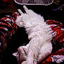 Luna is registered to the contest to win money with this photo: cat, white_cat, stretching, pajamas, red_pajamas, indoor, pet, animal, relaxed, sleepy, feline, cozy, home, fan, fur, cute, resting, mammal, whiskers, pink_nose