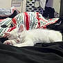 Luna is registered to the contest to win money with this photo: kitten, cat, sleeping, white_fur, bed, blanket, red, green, patterned_blanket, cozy, indoors, laundry_basket, clothes, pet, cute, relaxed, paw, fur, soft, resting
