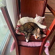 Luna joined the competition — help win amazing prizes! cat, cats, chair, wooden_chair, towel, pink_towel, tabby_cat, white_cat, indoor, home, floor, tile_floor, window, sliding_door, furniture, pets, sleeping, resting, cozy, curious
