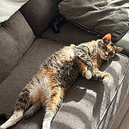 Athena is registered to the contest to win money with this photo: cat, tabby_cat, couch, gray_couch, sunlight, shadows, striped_fur, relaxed, pet, indoor, feline, white_paws, cushion, resting, cozy, home_interior, fur, whiskers, window_light, animal