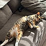 cat, tabby_cat, couch, gray_couch, sunlight, shadows, striped_fur, relaxed, pet, indoor, feline, white_paws, cushion, resting, cozy, home_interior, fur, whiskers, window_light, animal