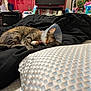 Athena is registered to the contest to win money with this photo: animal, bed, blanket, bookshelf, bottle, cat, comfort, cone, cozy, cushion, domestic, fur, furniture, household_items, indoor, nap, pet, resting, sleeping, tabby_cat