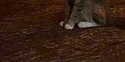 Athena joined the competition — help win amazing prizes! animal, brown, carpet, cat, cozy, domestic, feline, floor, furniture, home, indoor, low_light, pet, quiet, rug, shadow, sitting, still, striped, white