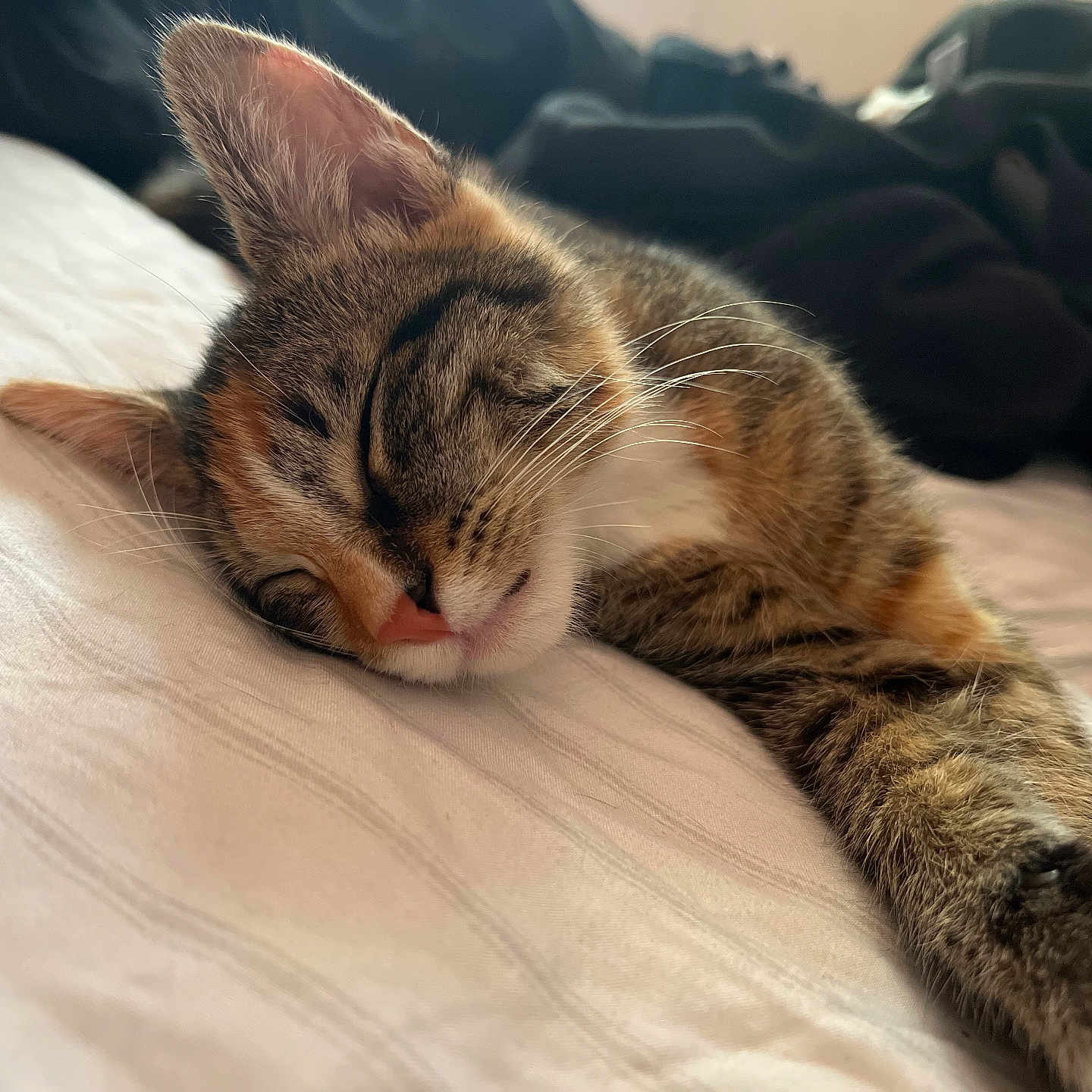 Athena is registered to the contest to win money with this photo: animal, bed, blanket, cat, closeup, cozy, cute, feline, fur, indoor, kitten, nap, paw, pet, relaxed, resting, sleeping, soft, tabby, whiskers