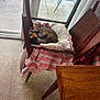 Athena is registered to the contest to win money with this photo: cat, cats, white_cat, tabby_cat, chair, wooden_chair, towel, striped_towel, sleeping, nap, indoor, tile_floor, patio, sliding_door, glass_door, outdoor_chair, bicycle, cozy, pets, relaxing