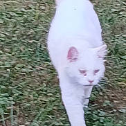 Chester is registered to the contest to win money with this photo: cat, white_cat, grass, outdoor, animal, pet, walking, fur, nature, mammal, whiskers, tail, ears, ground, greenery, daylight, cute, feline, one_animal, motion_blur