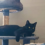 Cass joined the competition — help win amazing prizes! black_cat, cat_tree, cat, indoor, furniture, cardboard_box, pet, animal, resting, alert, yellow_eyes, gray, beige_wall, domestic_cat, household, relaxing, paw, fur, looking, side_view