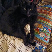 Jax joined the competition — help win amazing prizes! black_cat, cat, pet, indoor, blanket, plaid, pillow, colorful, furniture, cozy, animal, fur, resting, domestic, comfort, home, eyes, legs, floor, casual