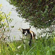Perle a rejoint le concours — aidez-le/la à gagner de superbes lots ! cat, calico_cat, grass, greenery, bush, outdoor, garden, plants, nature, animal, feline, white_wall, sunlight, leafy, walking, curious, fur, daylight, wildlife, suburban