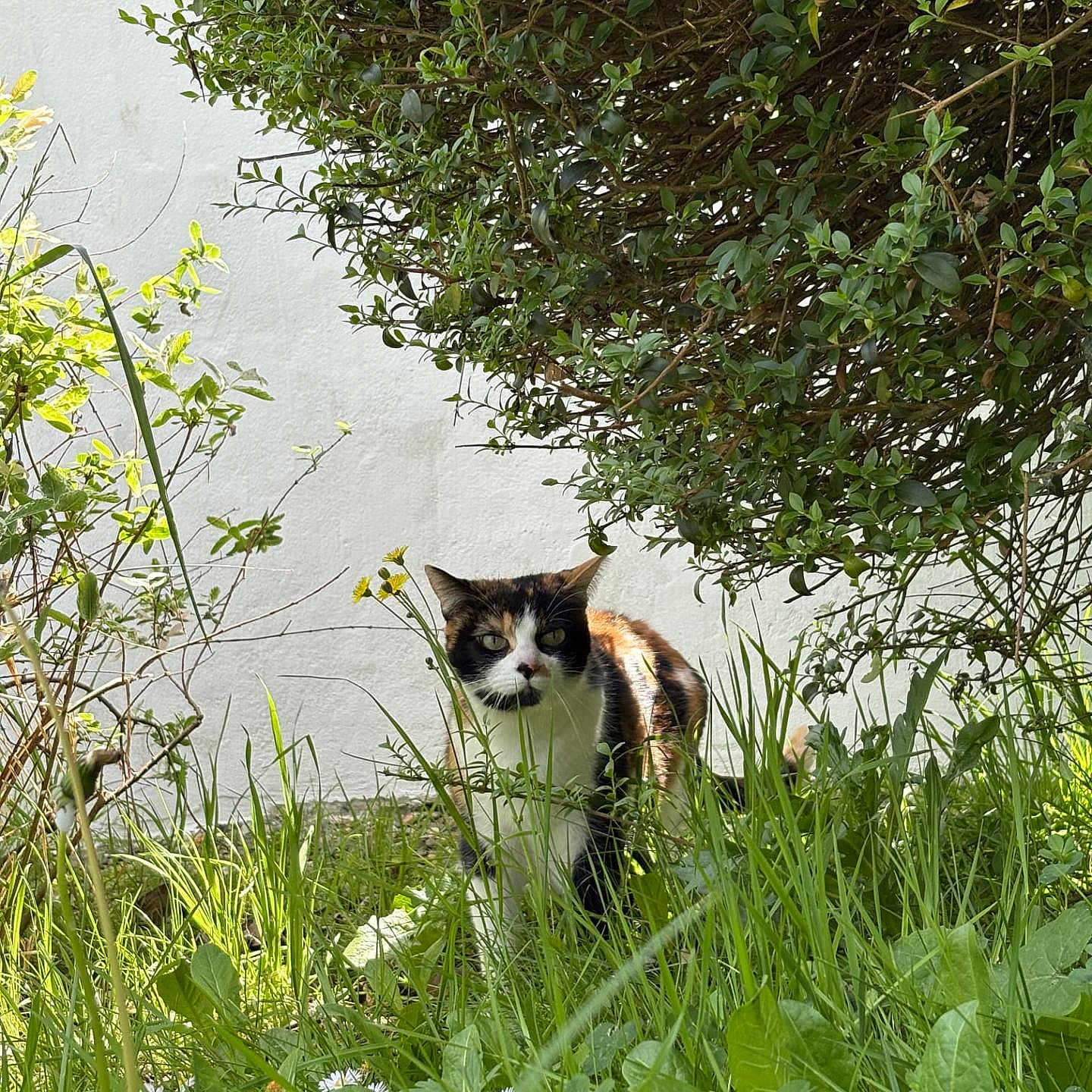 Perle a rejoint le concours — aidez-le/la à gagner de superbes lots ! cat, calico_cat, grass, greenery, bush, outdoor, garden, plants, nature, animal, feline, white_wall, sunlight, leafy, walking, curious, fur, daylight, wildlife, suburban