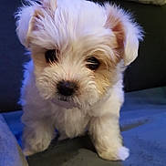 Orla a rejoint le concours — aidez-le/la à gagner de superbes lots ! bichon, biewer_terrier, carnivoran, cavachon, companion_dog, dog, dog_breed, dog_breed_group, dog_like_mammal, havanese, lhasa_apso, maltese, morkie, puppy, schnoodle, shih_tzu, snout, terrier, toy_dog, vertebrate