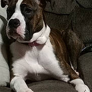 Nova is registered to the contest to win money with this photo: dog, brindle, white, couch, indoor, pet, relaxed, canine, paw, fur, collar, resting, animal, mammal, companion, cute, portrait, home, furniture, laying