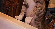 Asteroid joined the competition — help win amazing prizes! cat, tabby, bathtub, water, curious, indoor, bathroom, feline, pet, standing, wooden_cabinet, mirror, towel, household, home, curiosity, domestic, animal, paw, looking_down