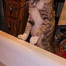 cat, tabby, bathtub, water, curious, indoor, bathroom, feline, pet, standing, wooden_cabinet, mirror, towel, household, home, curiosity, domestic, animal, paw, looking_down