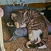Asteroid is registered to the contest to win money with this photo: cat, tabby, sleeping, cushion, carpet, paw, indoor, resting, pet, fur, whiskers, tail, relaxation, animal, cozy, household, floor, cute, domestic, feline