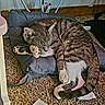cat, tabby, sleeping, cushion, carpet, paw, indoor, resting, pet, fur, whiskers, tail, relaxation, animal, cozy, household, floor, cute, domestic, feline