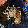 Asteroid joined the competition — help win amazing prizes! person, cat, laptop, blanket, couch, indoor, tabby_cat, technology, cozy, relaxing, computer, pet, home, animal, clothing, furniture, resting, lap, soft, casual