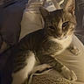 Asteroid is registered to the contest to win money with this photo: cat, tabby_cat, pet, animal, indoor, lap, person, relaxed, cozy, soft_lighting, bed, blanket, comfort, whiskers, fur, paws, resting, domestic_animal, close_up, warm