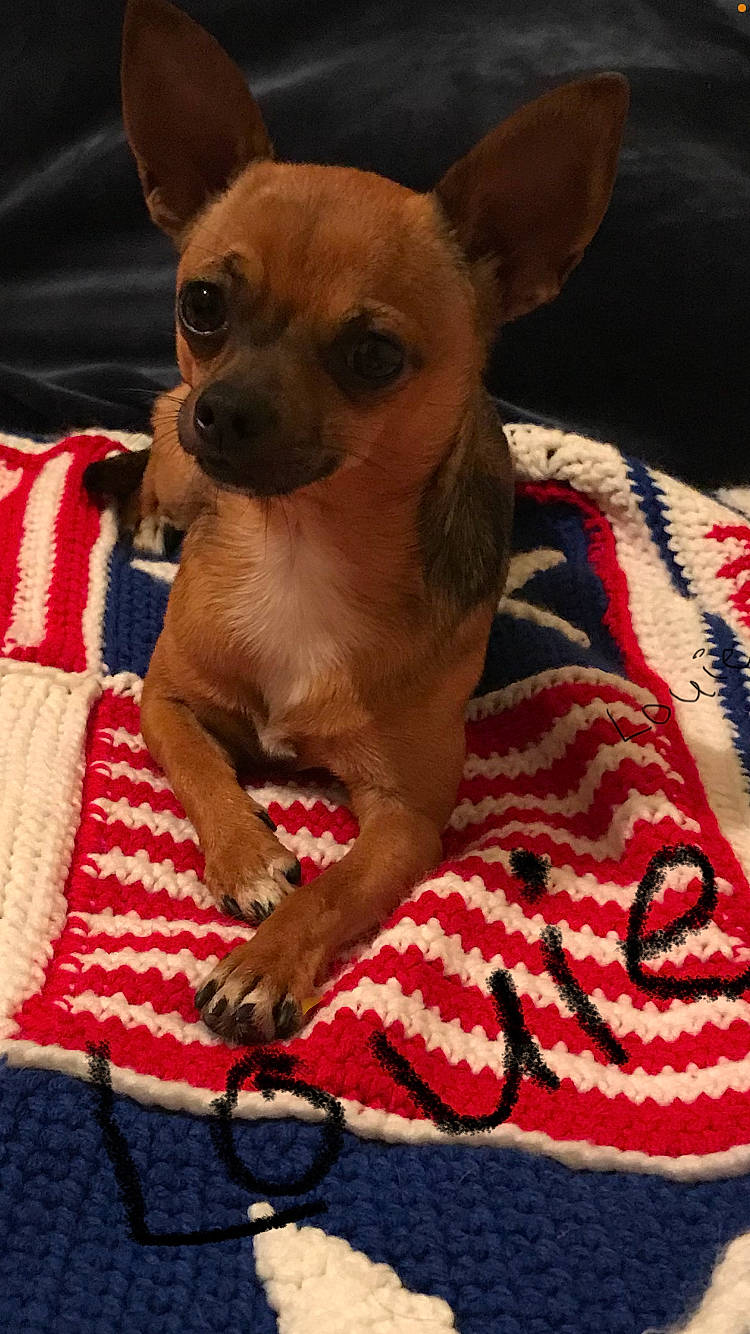 Louie is registered to the contest to win money with this photo: canidae, carnivore, chihuahua, companion_dog, corgi_chihuahua, dog, dog_breed, dog_supply, ear, fawn, fur, linens, pattern, paw, russkiy_toy, sporting_group, terrestrial_animal, toy_dog, whiskers, working_animal