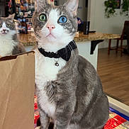 Hanz Gonzalez is registered to the contest to win money with this photo: bow_tie, cabinet, cat, curious, decor, domestic_cat, feline, gray_and_white, heterochromia, home, indoor, kitchen, magnet, paper_bag, pet, plant, refrigerator, table, tablecloth, wooden_floor